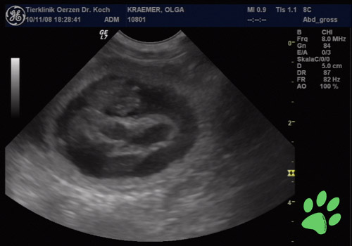Beaglewelpe im Ultraschallbild